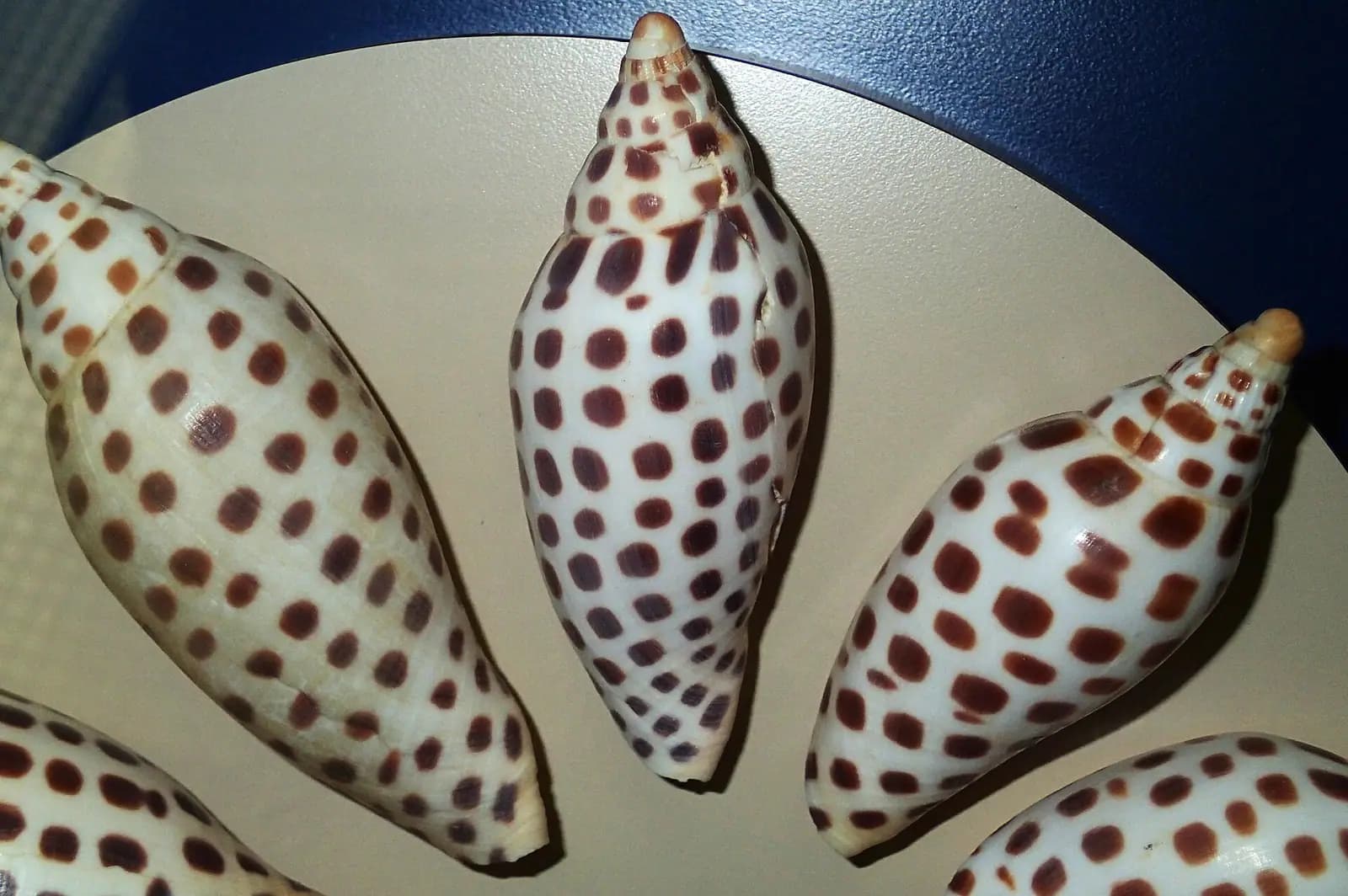 A close-packed group of patterned seashells in warm browns and creams