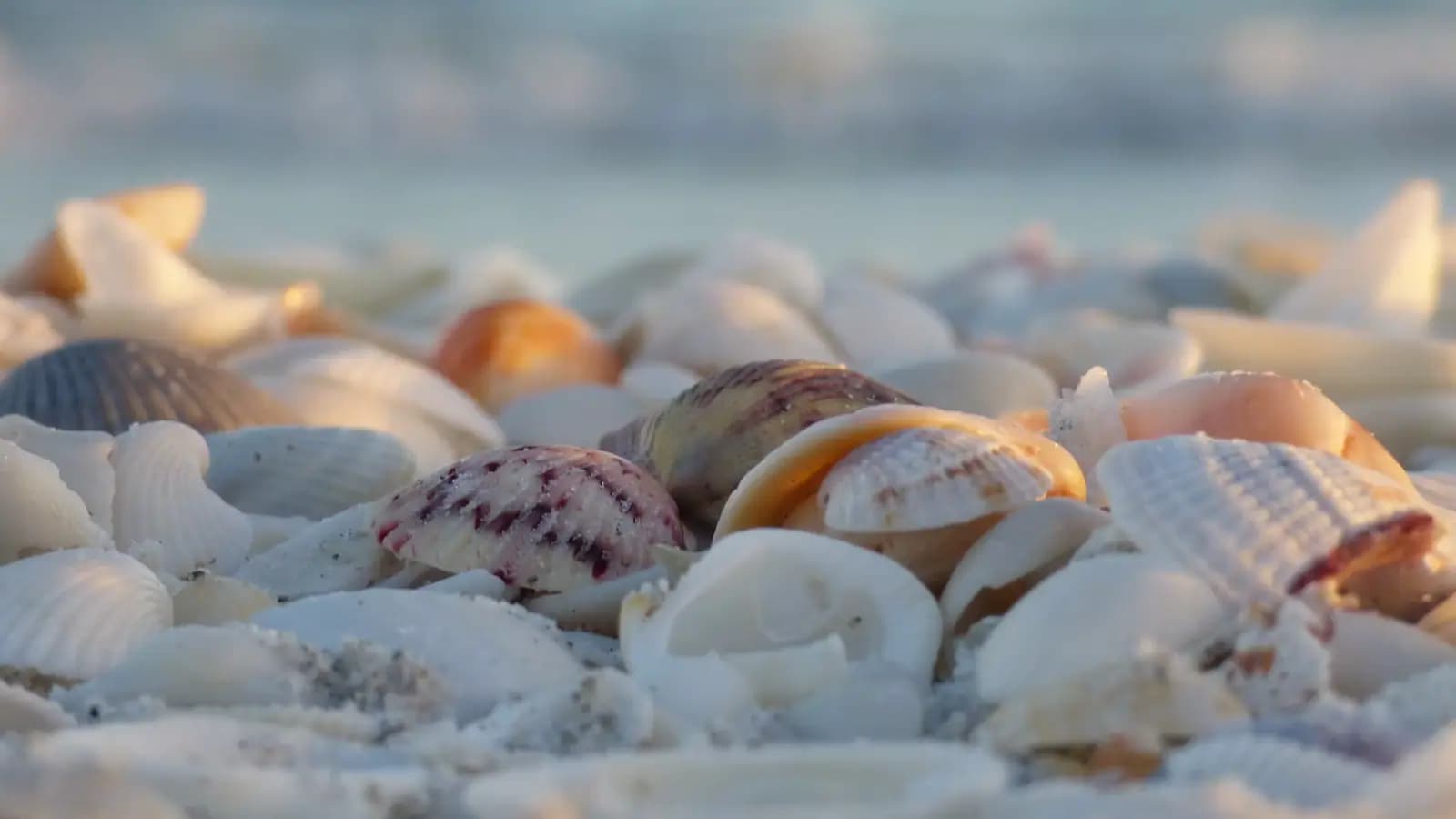 A dense bed of whole and broken shells piled along the tide line in low light, with surf blurred behind