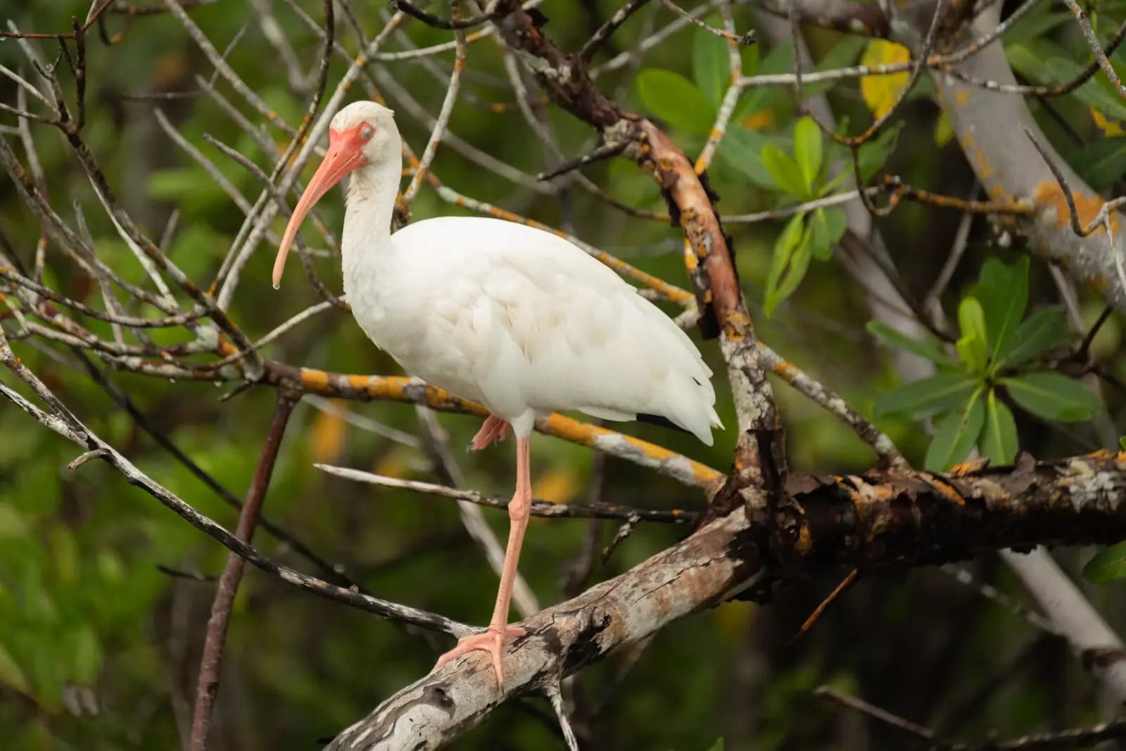 A white ibis with a curved pink bill perched on a bare mangrove branch above dark water