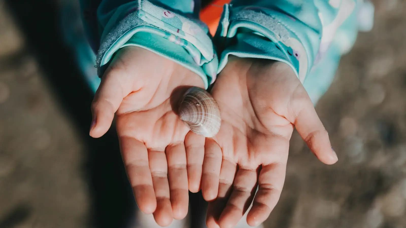 A child holding a single small seashell in cupped hands on a beach