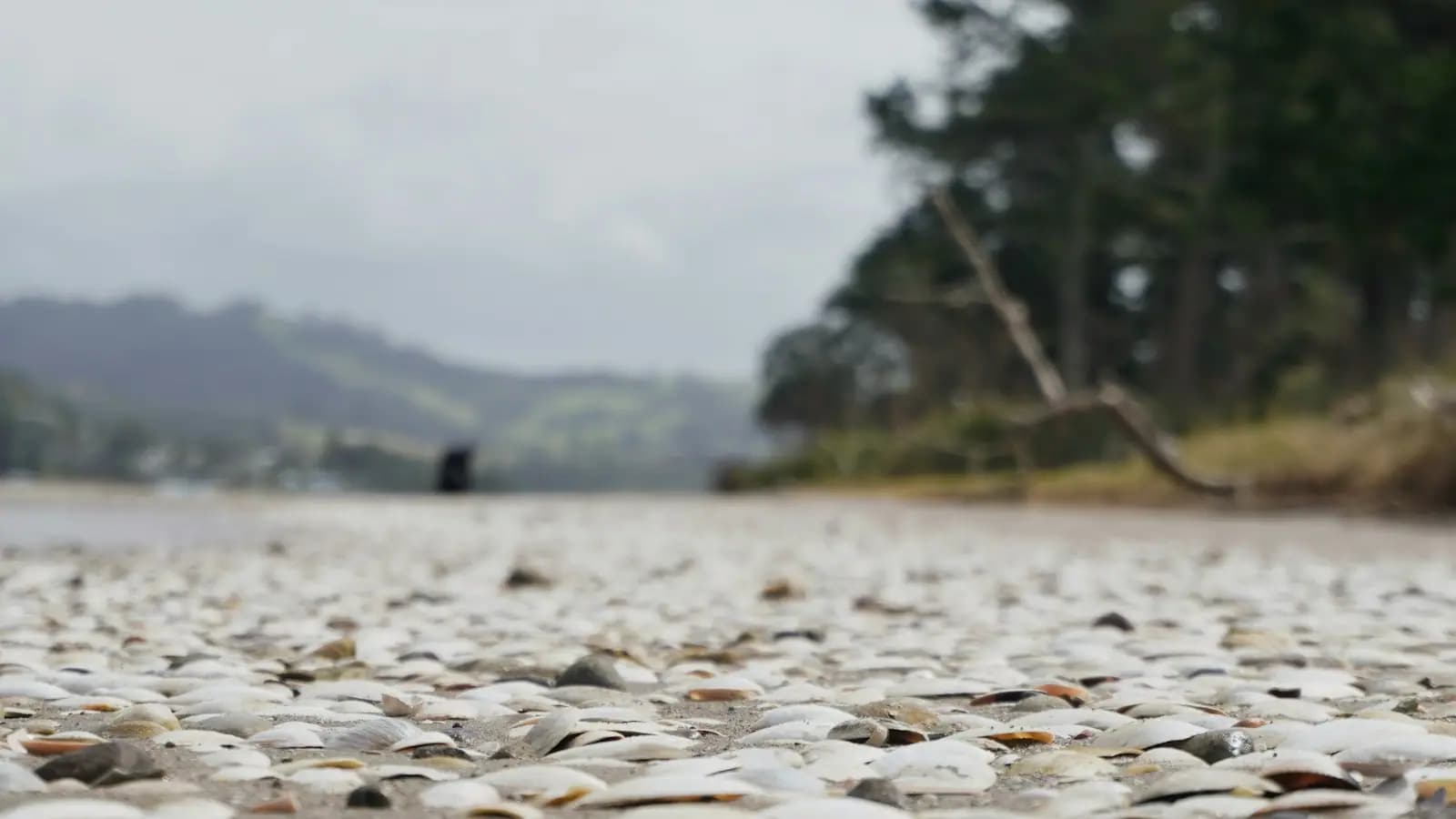 A sandy beach thickly covered in broken shells with a line of trees behind it
