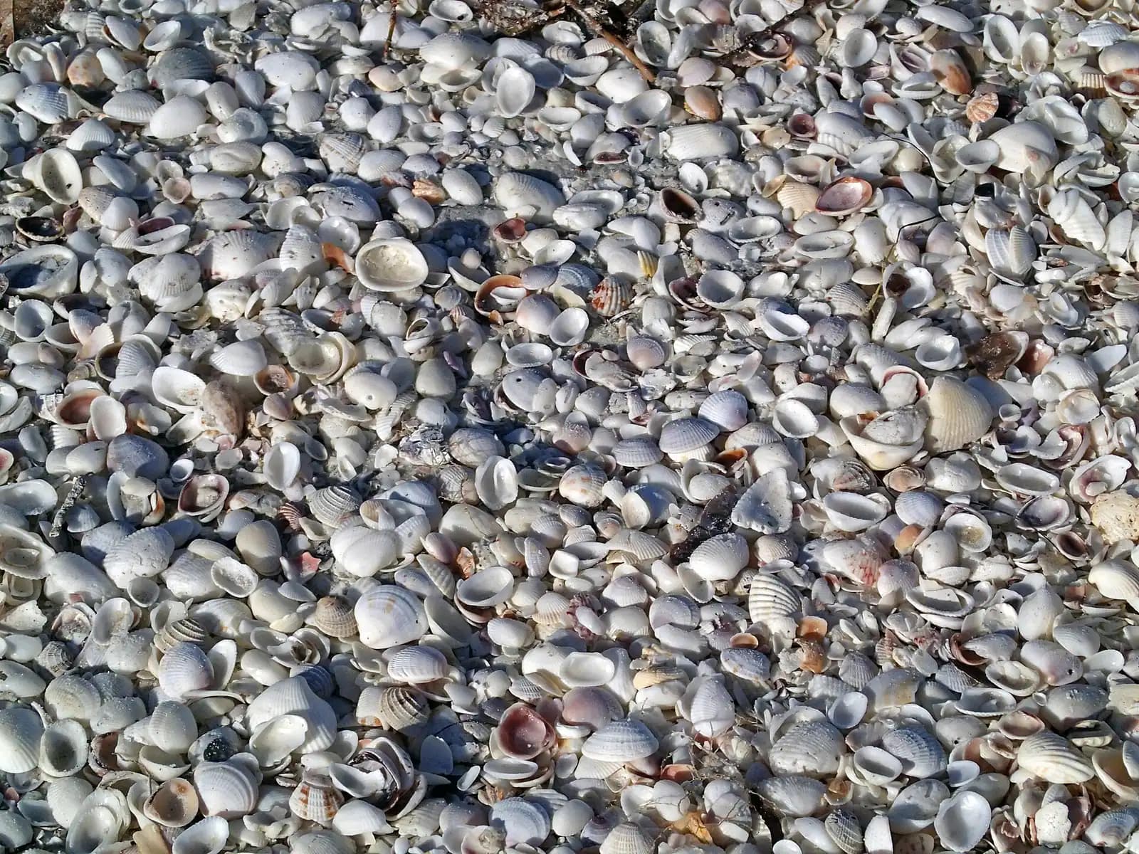 A dense bed of small pale seashells heaped together on wet sand