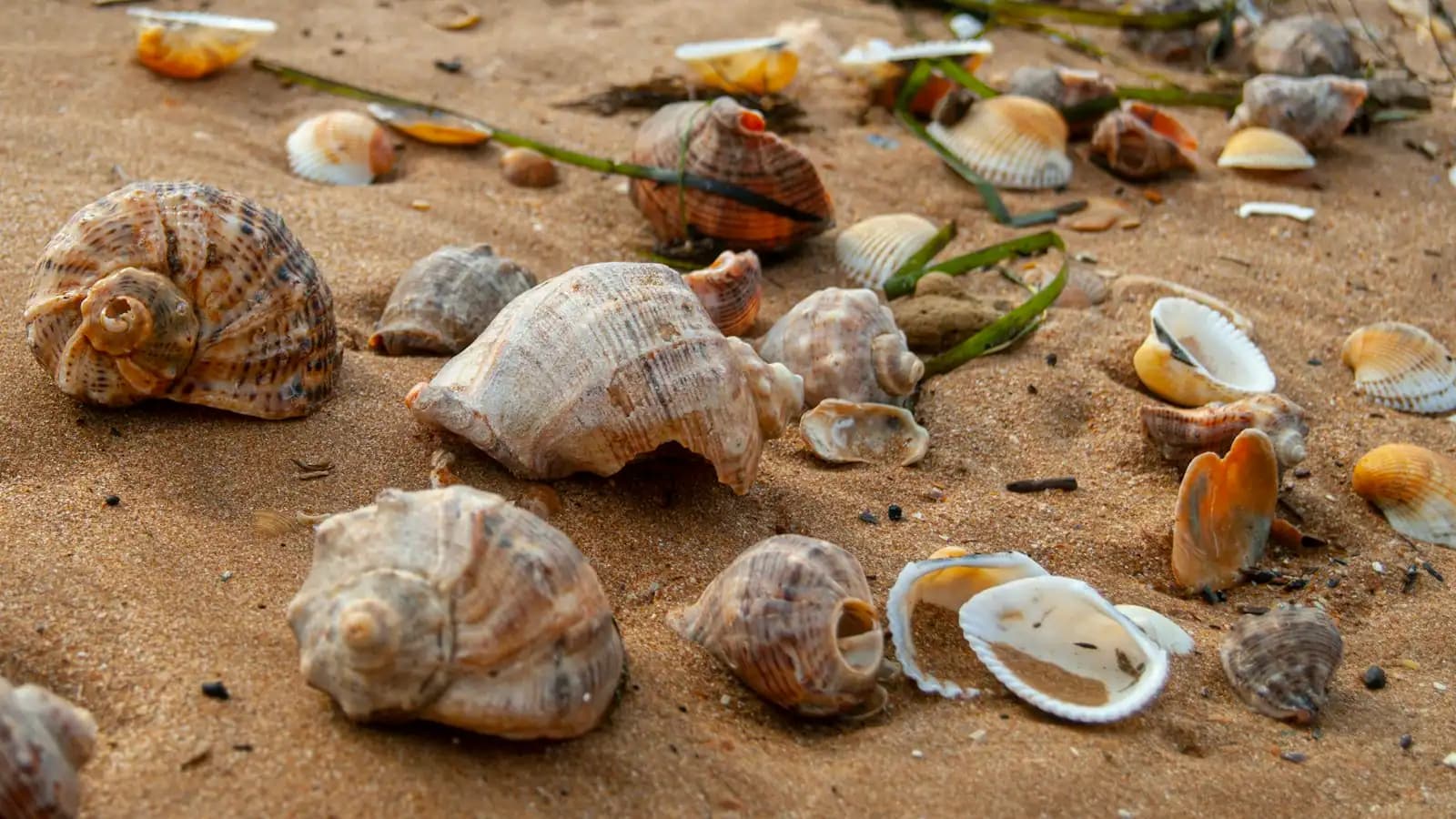 A dense scatter of sea shells lying on wet sand