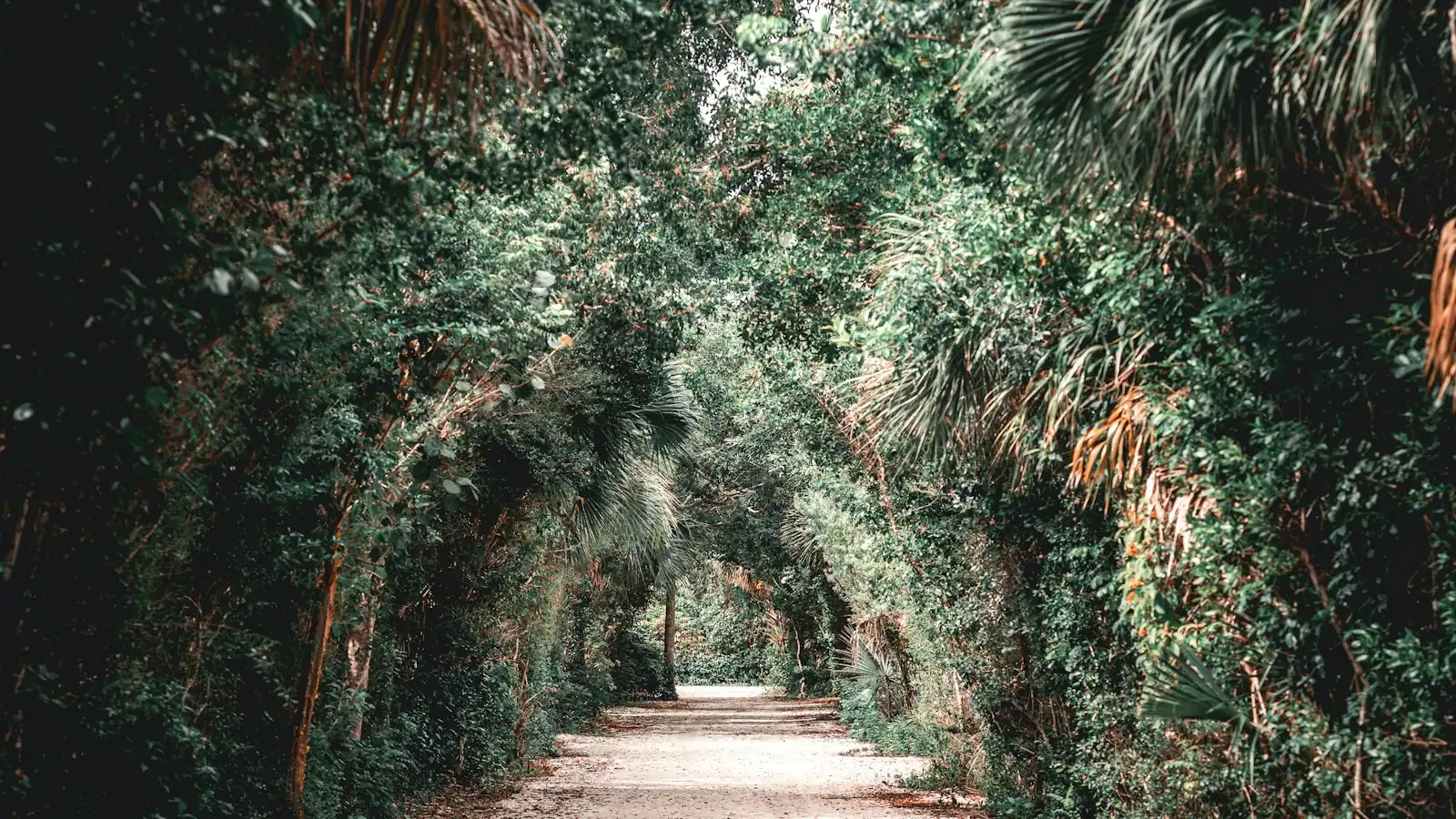 A narrow sand road running between dense green trees on Sanibel Island