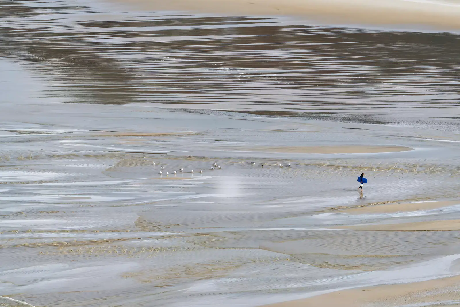 Small shorebirds feeding on a wide, shallow tidal flat under a thin film of water
