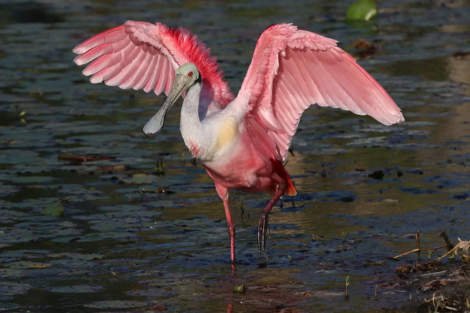 A roseate spoonbill standing in shallow water with its pink wings raised and spread