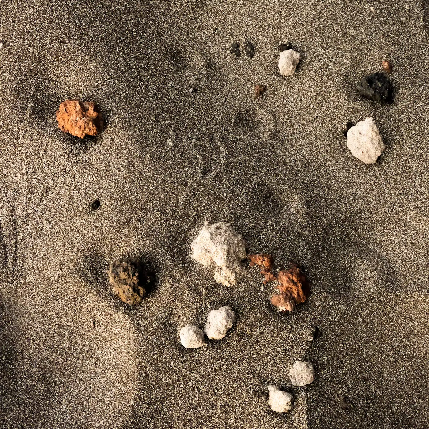 A scatter of small shells and pebbles part-buried in damp grey sand