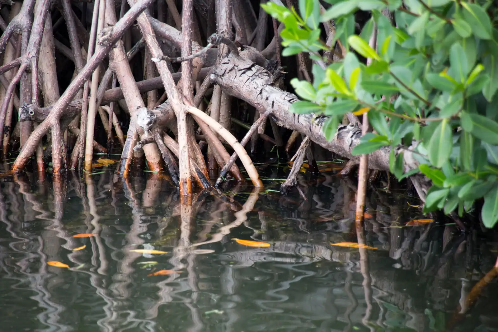 Red mangroves standing on their prop roots at the edge of a shallow saltwater channel
