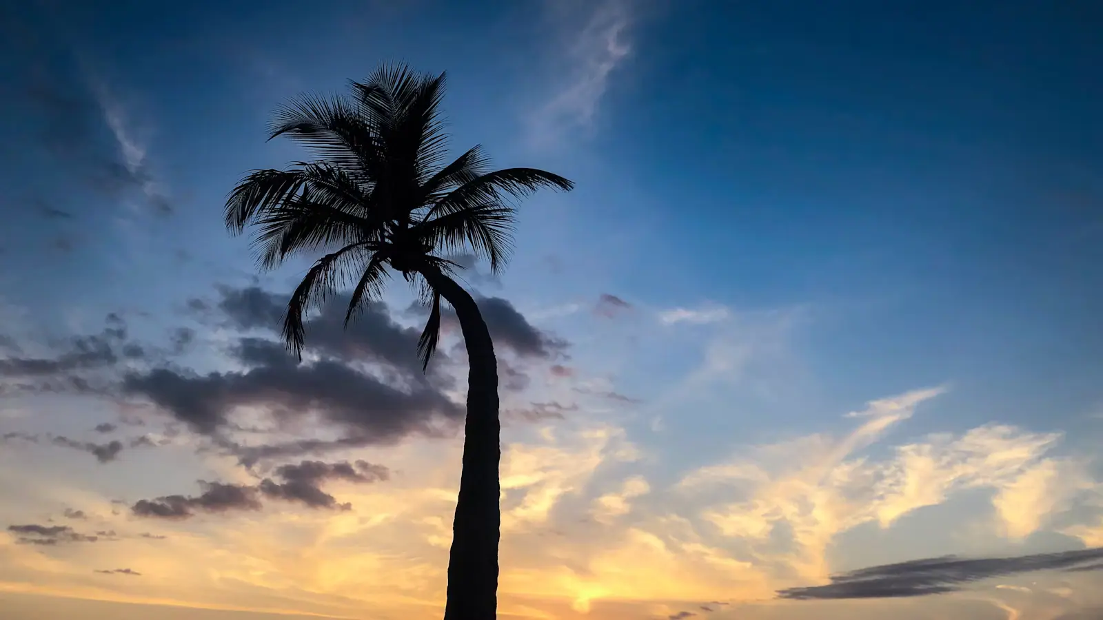 A palm tree leaning over a quiet beach with the sun low over the water behind it