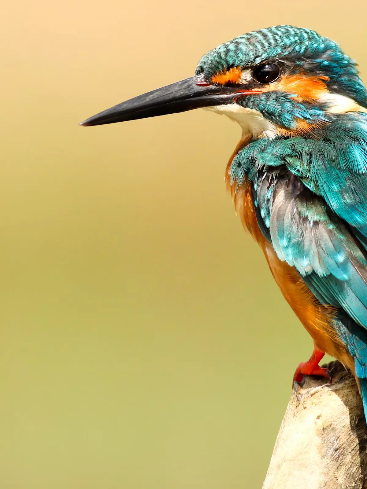 A fish-eating bird perched on a slim branch against a green background
