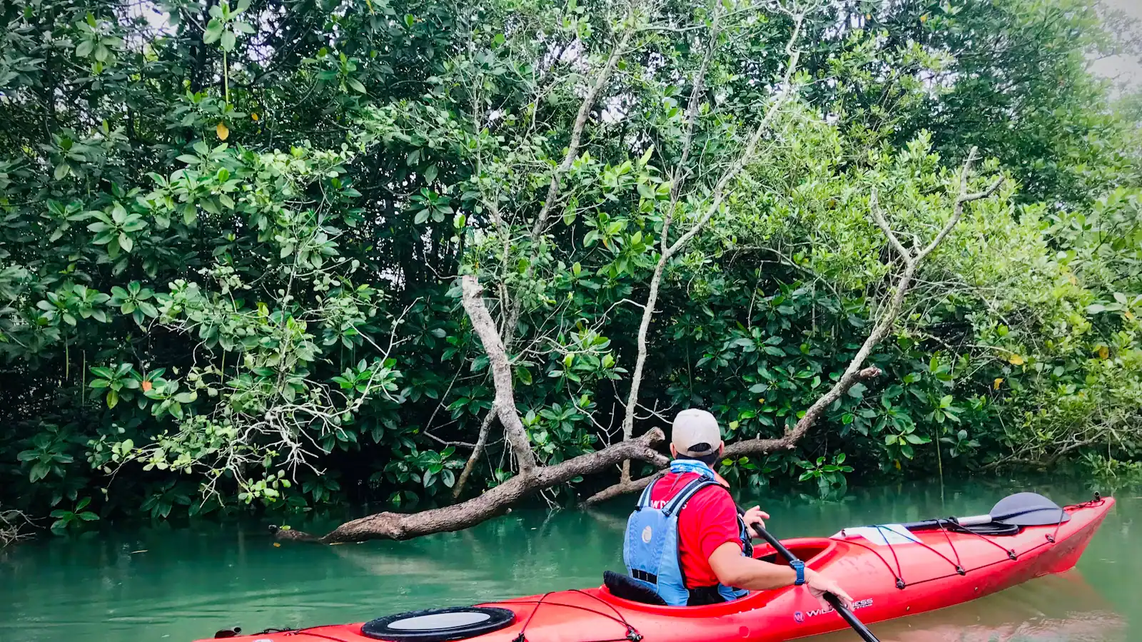 A paddler in a red kayak moving through a narrow channel walled with mangroves