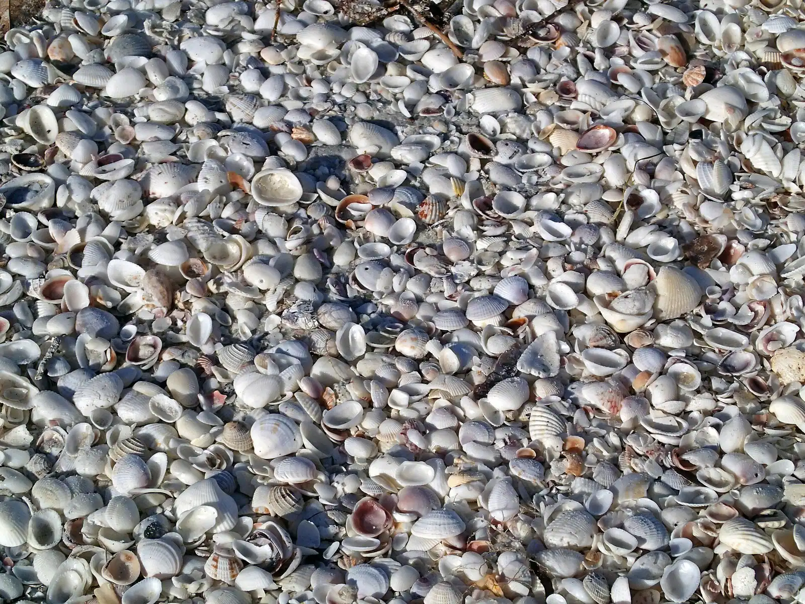 A dense bed of small pale seashells heaped together on wet sand