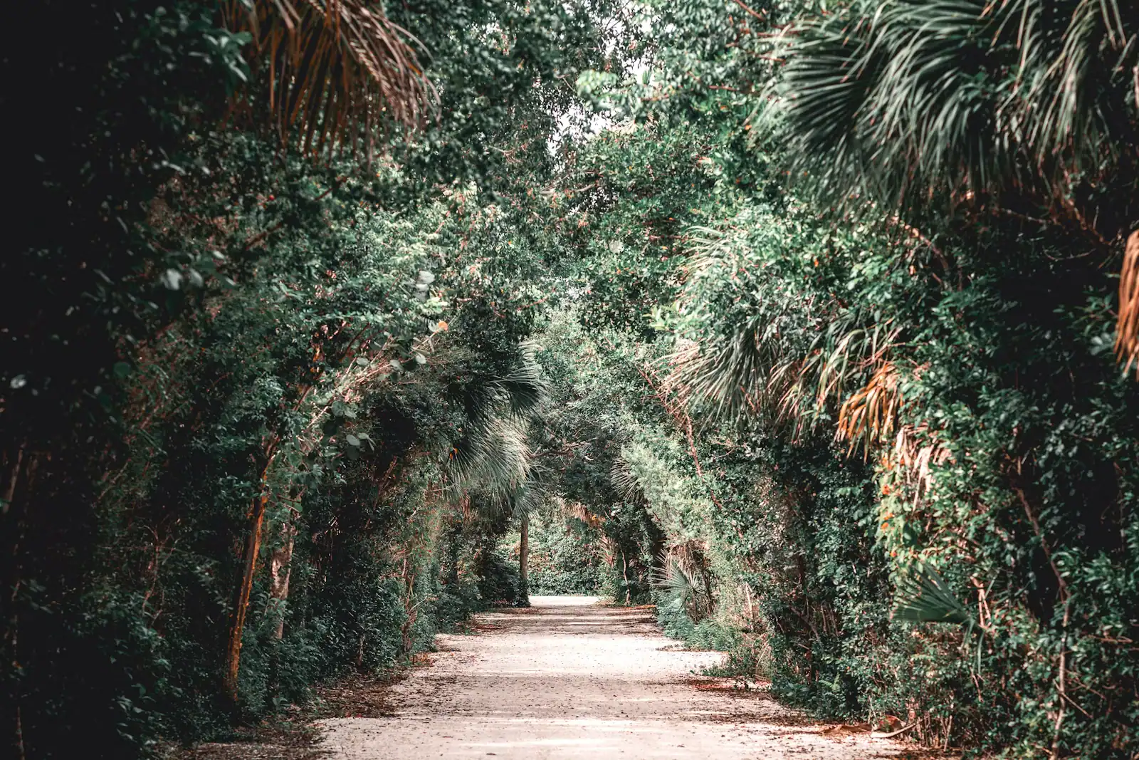 A pale unpaved road running straight into a tunnel of sabal palms and sea grape on a subtropical island