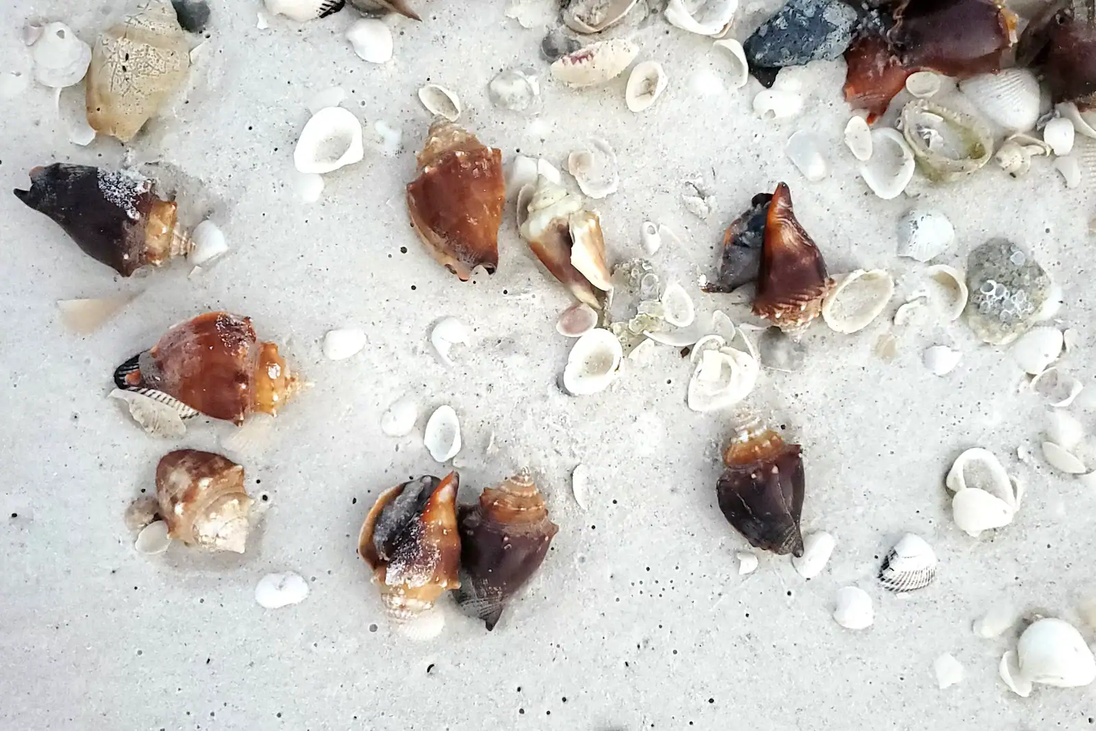 Fighting conchs and small bivalve shells scattered across fine white sand, photographed from directly above