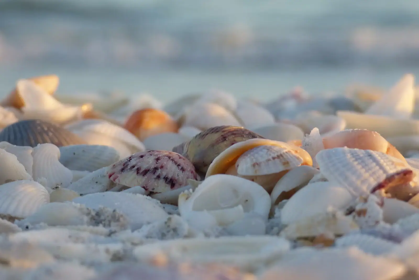 A dense bed of whole and broken shells piled along the tide line in low light, with surf blurred behind