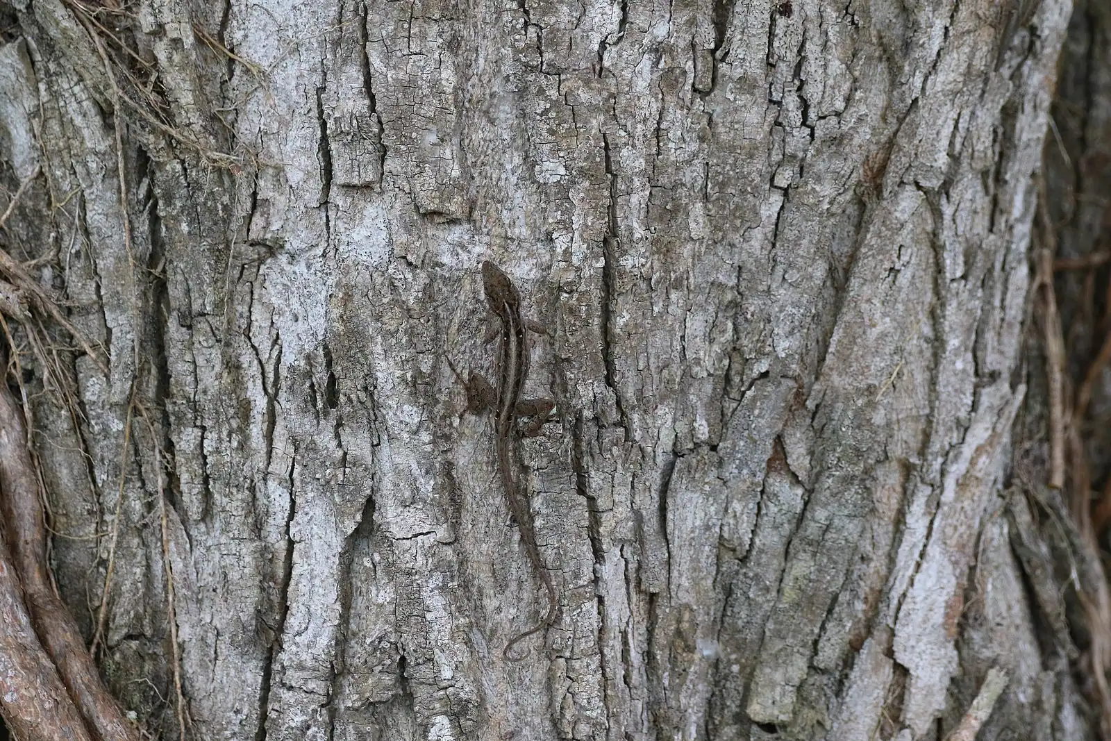 Mangrove prop roots arching over shallow clear water in a narrow channel