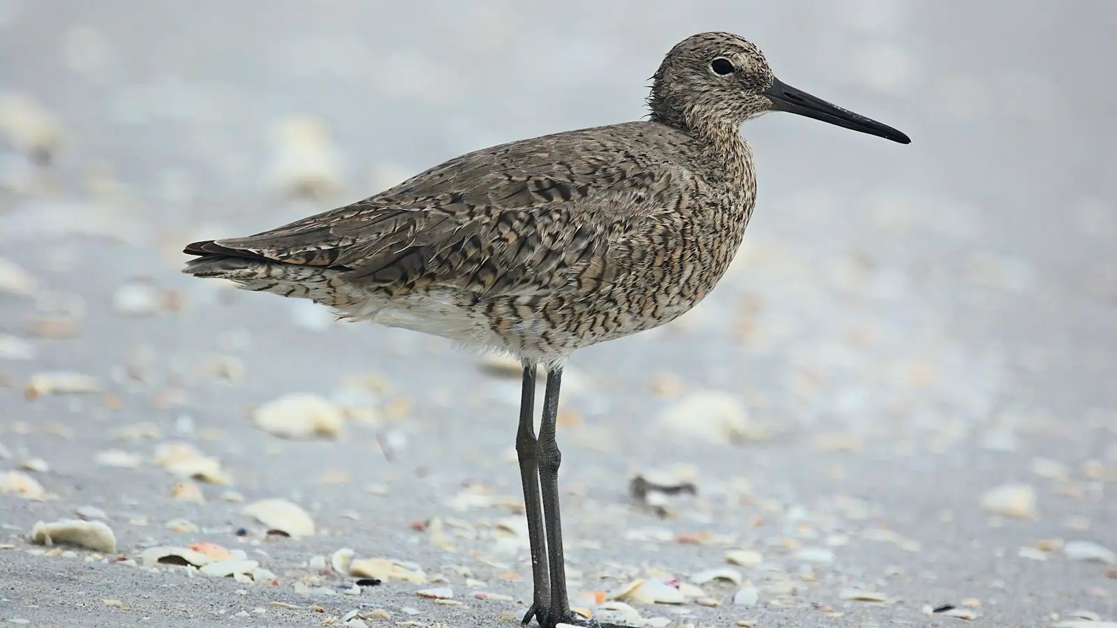A willet standing at the waterline on a beach graded in broken shell rather than sand