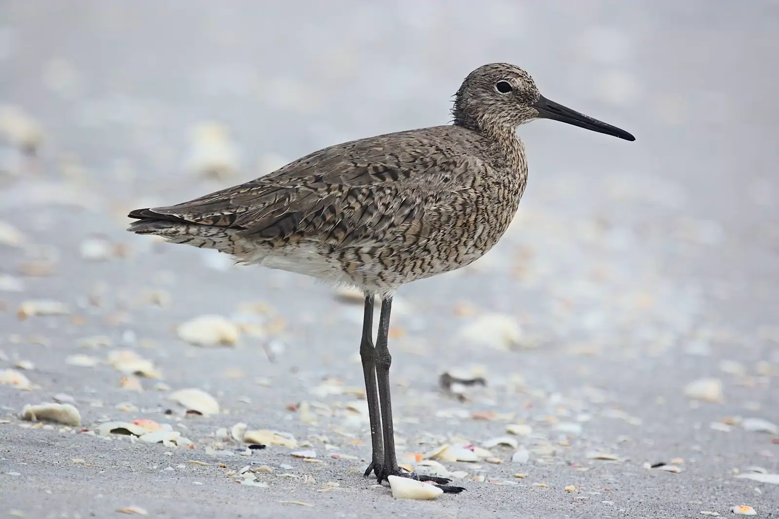 A mottled brown shorebird standing on wet sand strewn with small shell fragments